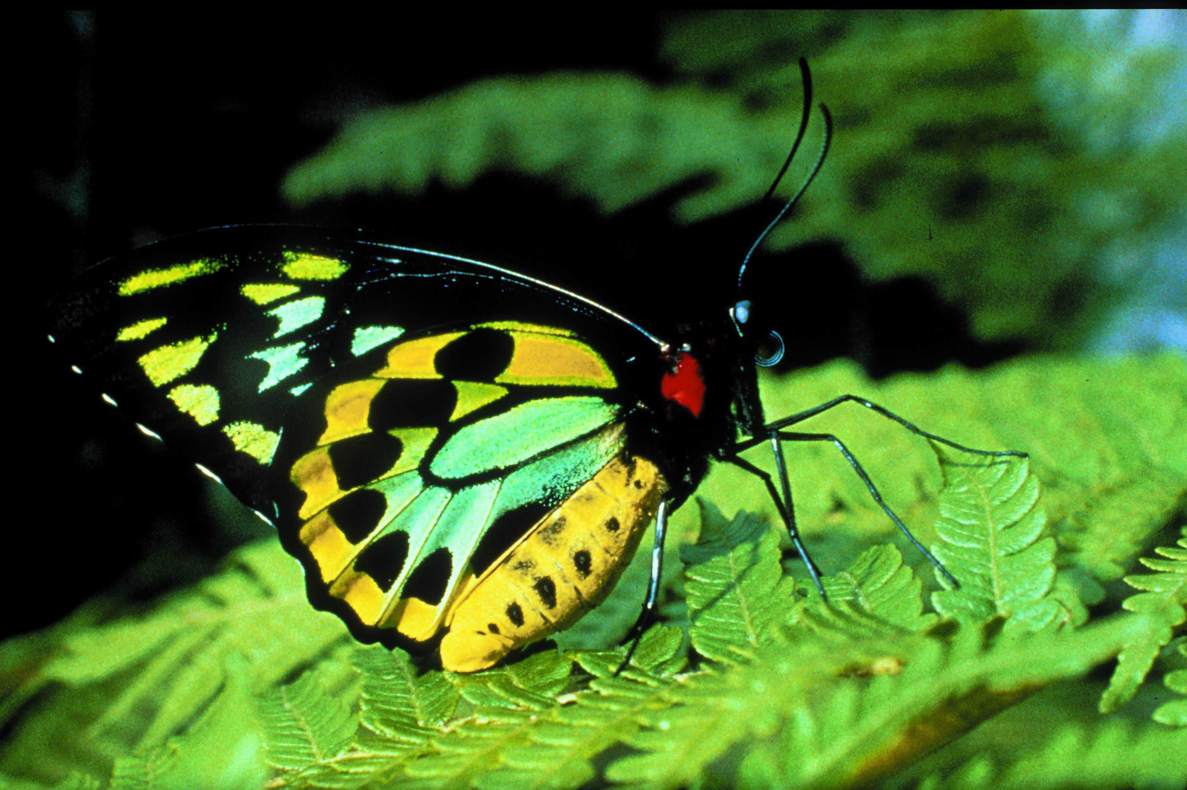 Australian Butterfly Sanctuary   Kuranda, Tropical North Queensland ...