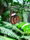 Red lacewing